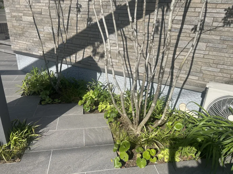 20250202-093410_garden